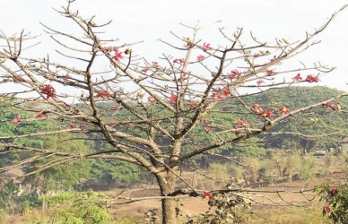 'एक मूल एक काटेसावर’ महोत्सवाचे आयोजन